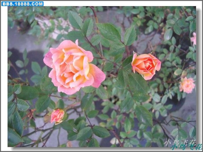 DSCF4029.jpg