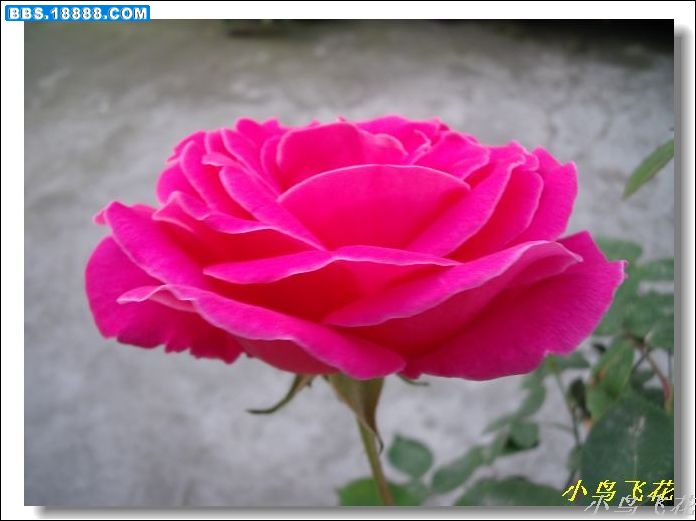 DSCF3993.jpg