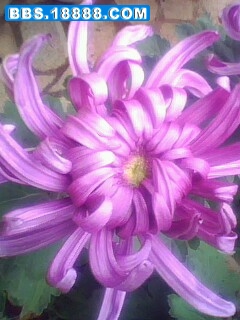 IMG0182A.jpg