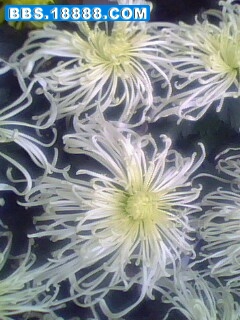 IMG0175A.jpg