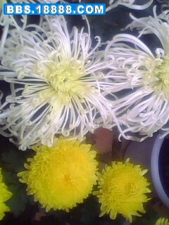 IMG0176A.jpg