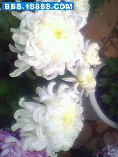 IMG0174A.jpg