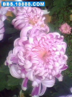 IMG0171A.jpg