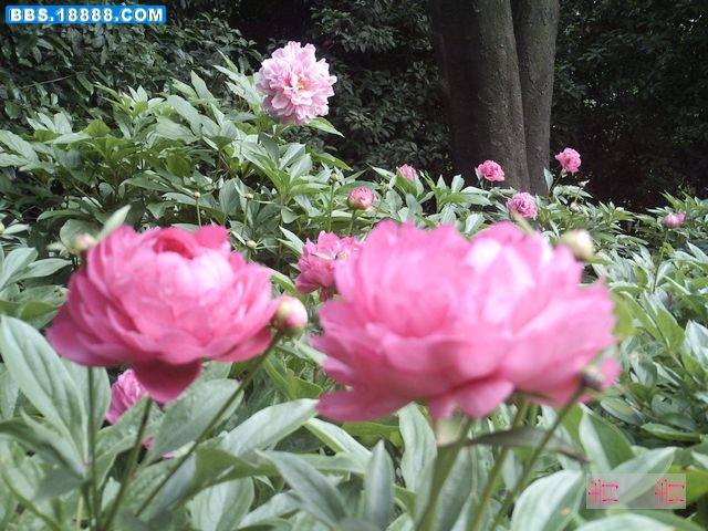 nEO_IMG_PICT0334.jpg