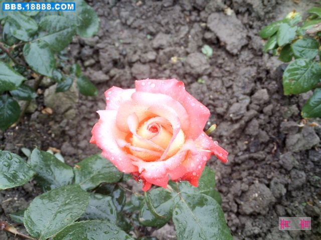 nEO_IMG_PICT0079.jpg