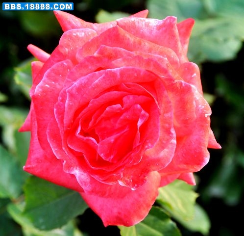 DSC_5495.JPG