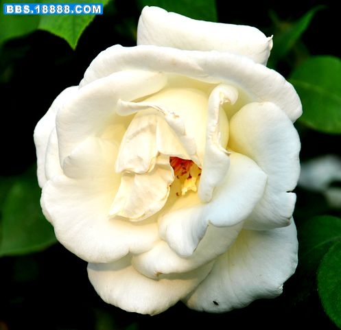 DSC_5509.JPG