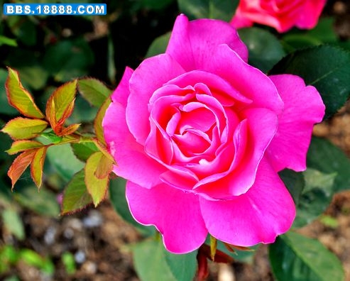 DSC_5491.JPG