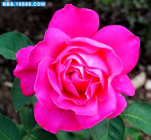 DSC_5485.JPG
