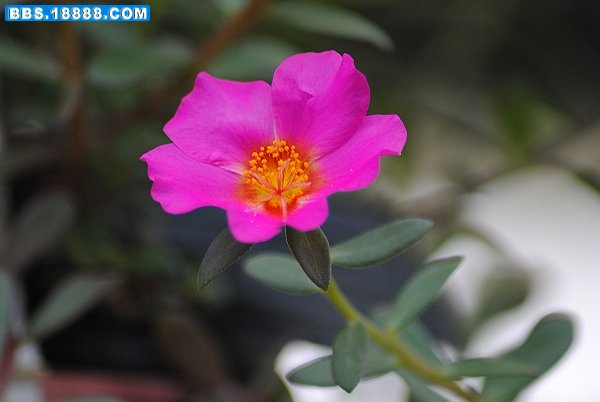 DSC_0652.JPG
