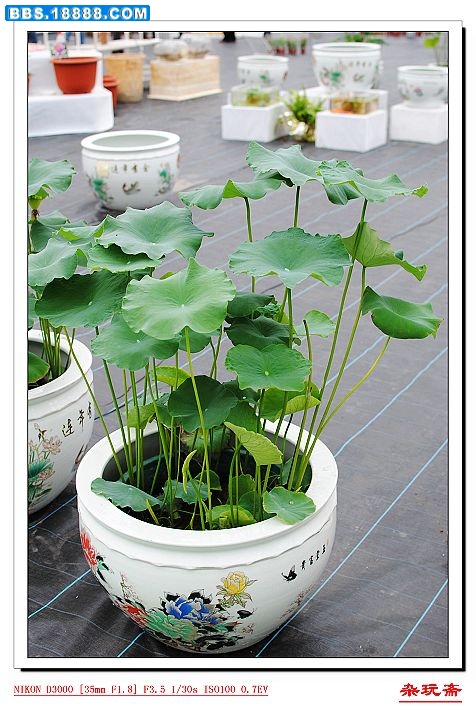 5盆花.jpg