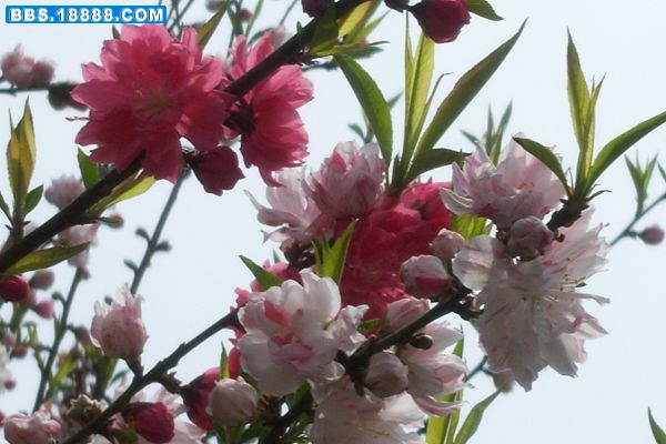100_6232.JPG
