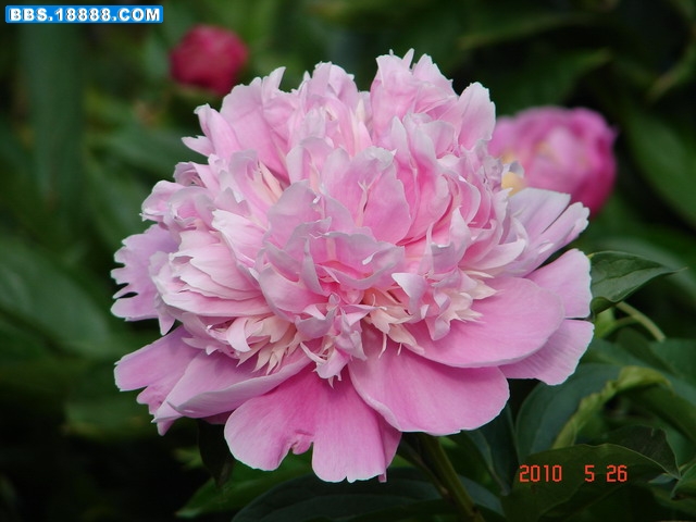 DSC04795_缩小大小.JPG