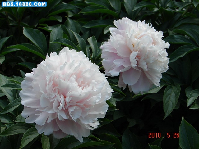 DSC04811_缩小大小.JPG