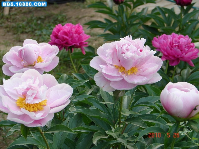 DSC04832_缩小大小.JPG