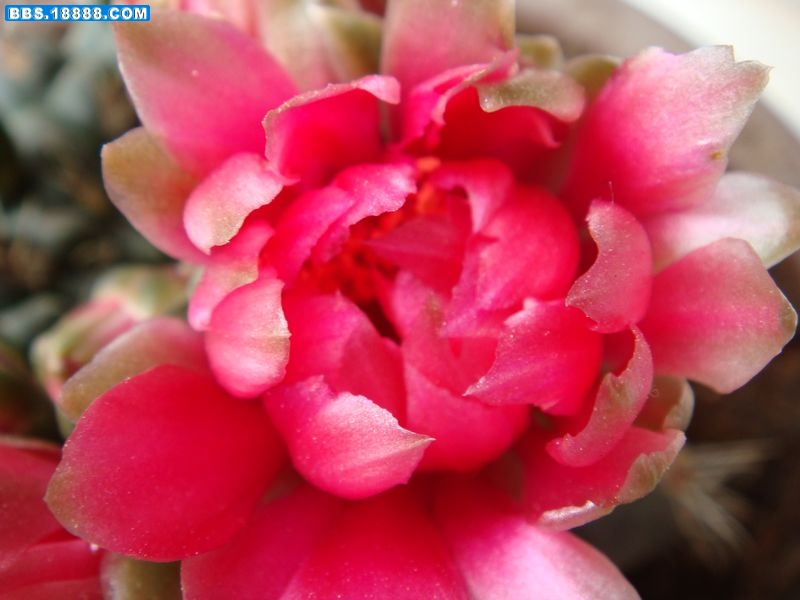 绯花玉3.JPG