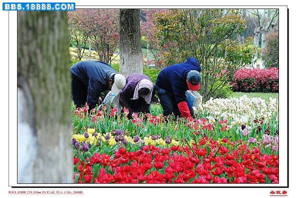 1花农.jpg