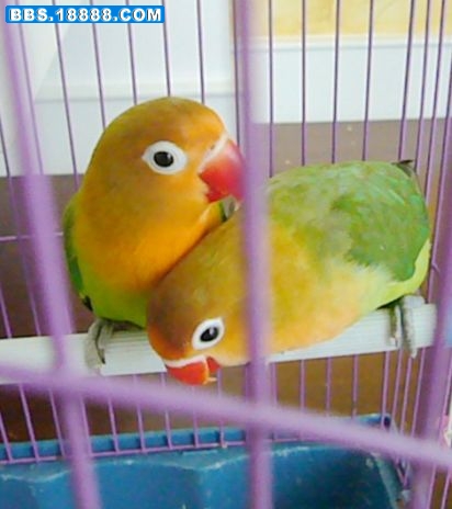 牡丹鹦鹉1.jpg