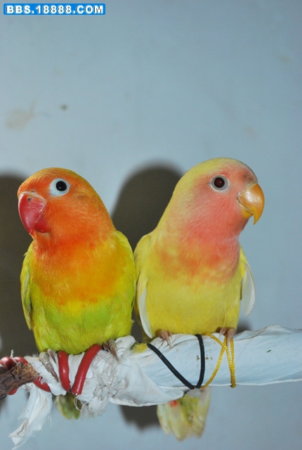DSC_8157.JPG