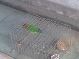 20100524(002).jpg
