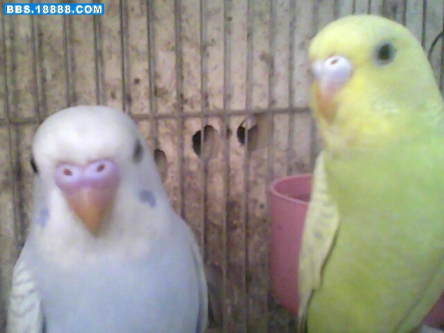 IMG0236A.jpg