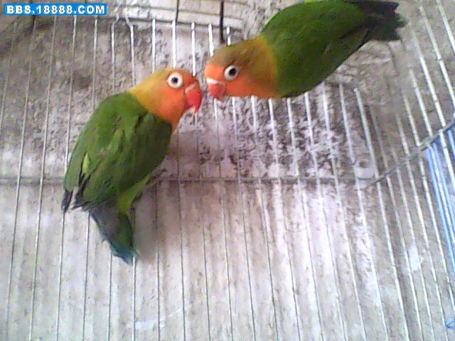 IMG0239A.jpg
