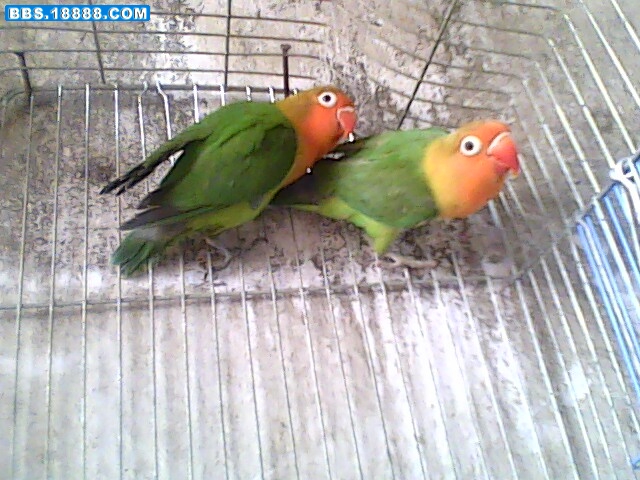 IMG0240A.jpg