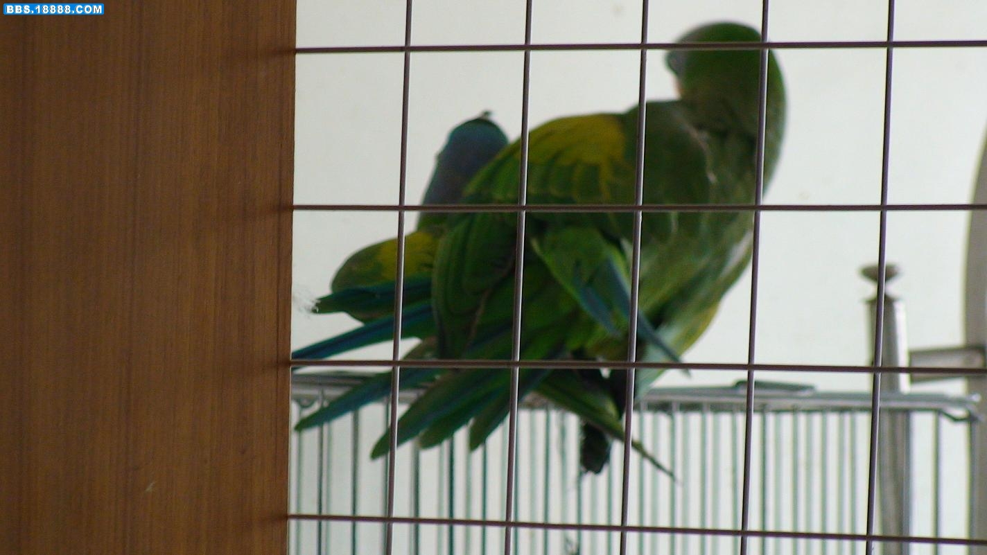 DSC00698c.JPG