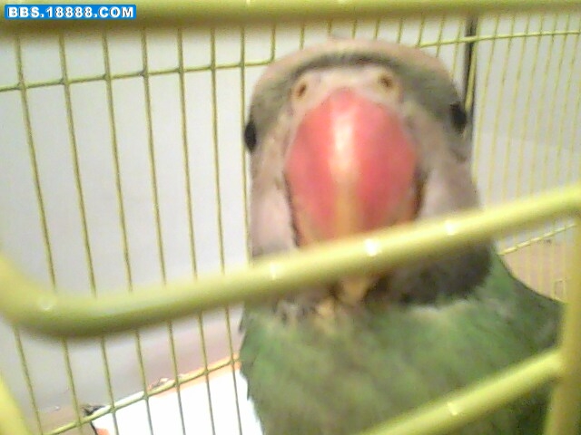 IMG0290A.jpg