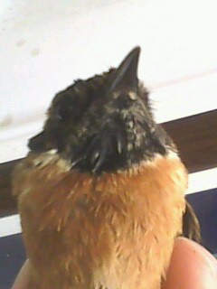 IMG0021A.jpg