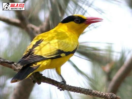 6bird_20087610591536432.jpg