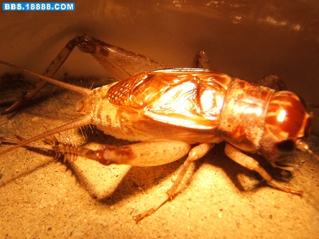 DSCF2193.JPG