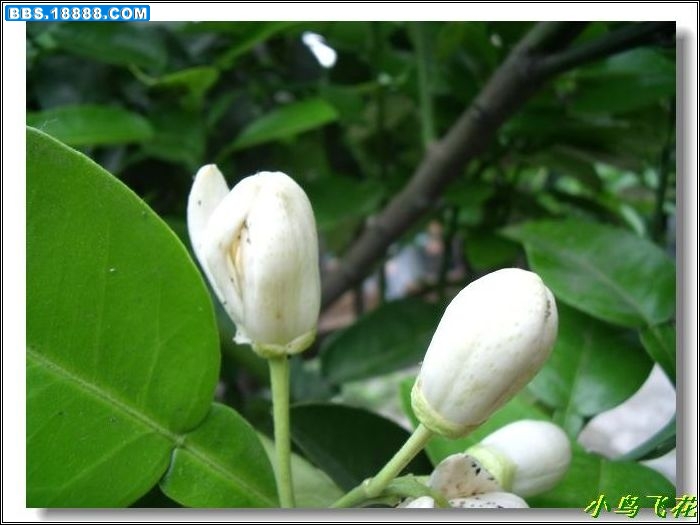 DSCF4074.jpg