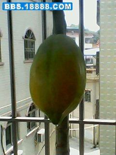 IMG0016A.jpg