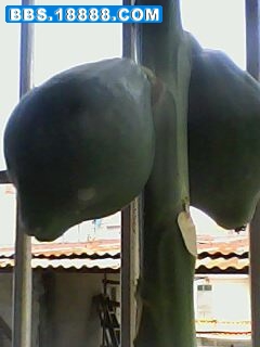 IMG0012A.jpg