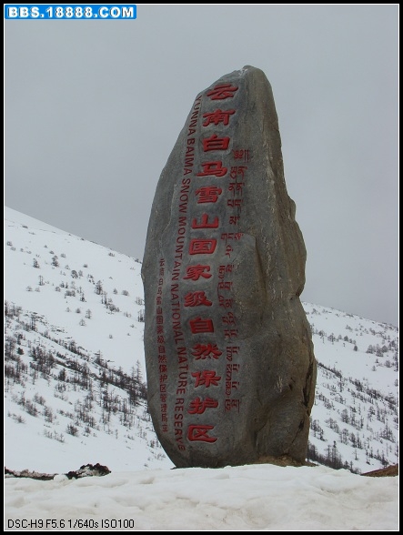 白马雪山Y口海拔4300米.JPG