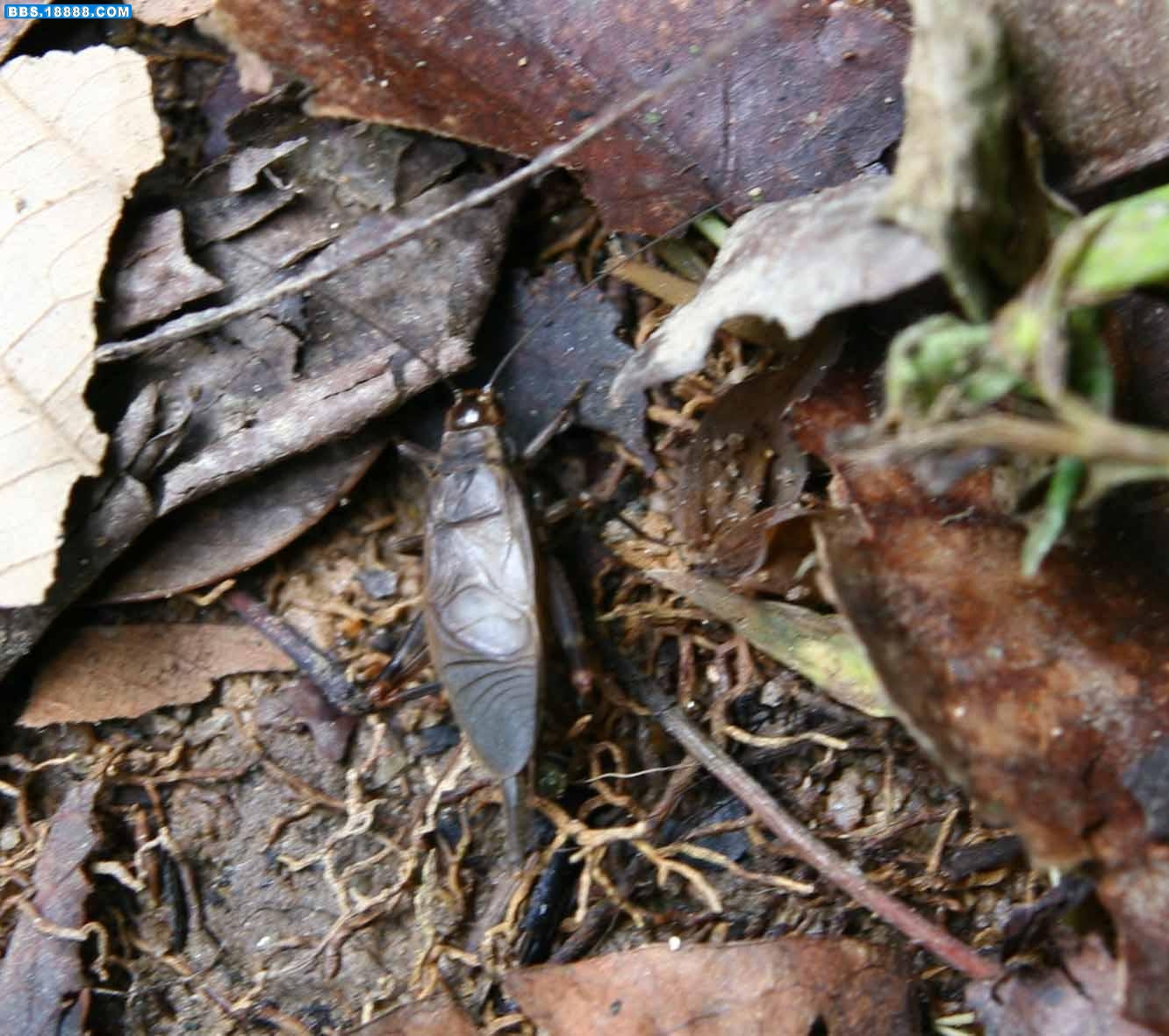 云南钟蟋Homoeogryllus yunnanensis。&nbsp;&nbsp;俗名玉钟儿（北方）&nbsp;&nbsp;驼蛉（