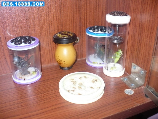 P1020533_调整大小.JPG