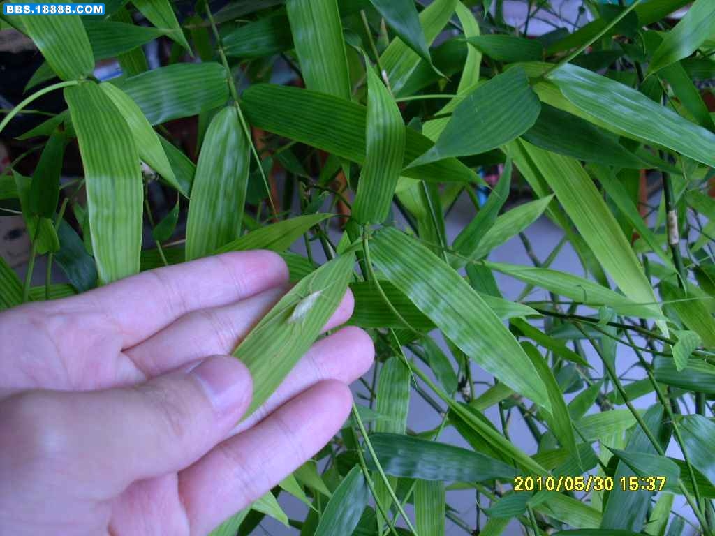 SL371430.JPG