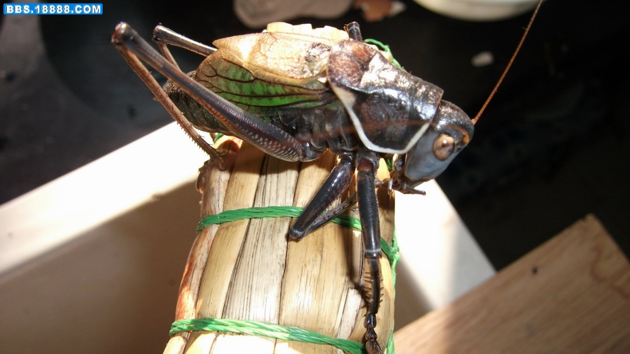 DSCF0145.JPG