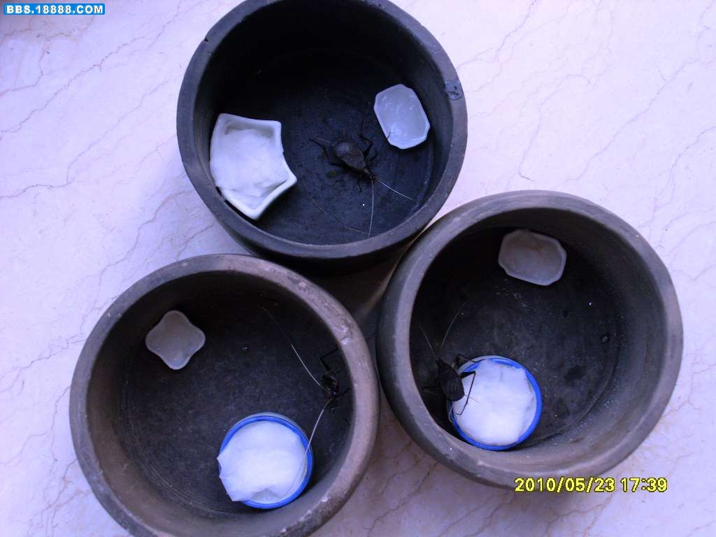 SL371256.JPG