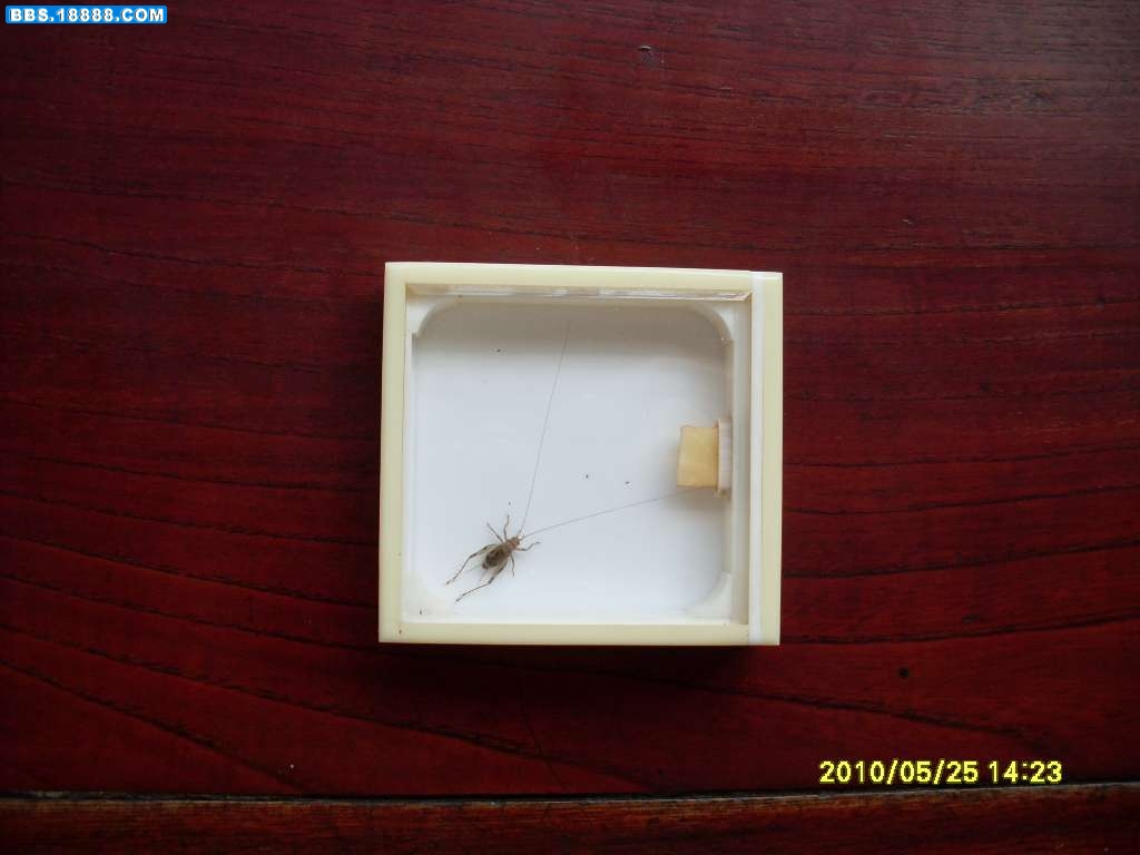 SL371340.JPG