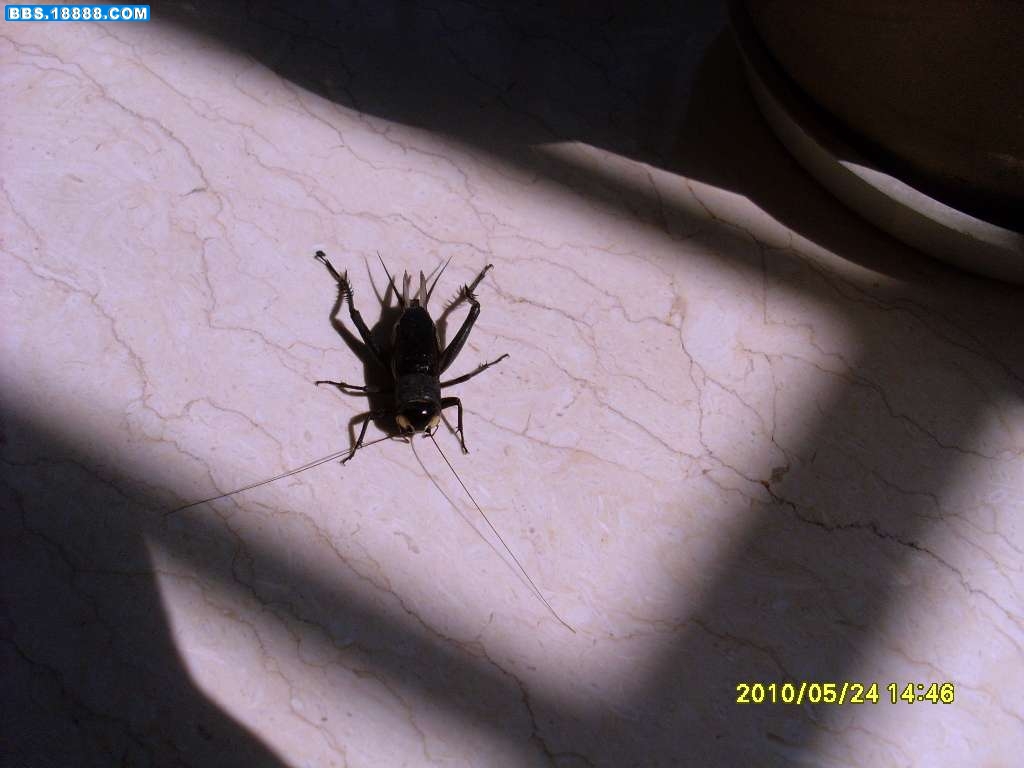 SL371305.JPG