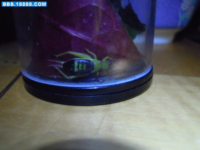照片 004.jpg