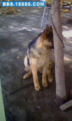 IMG0149A.jpg