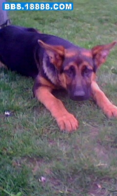 IMG0128A.jpg