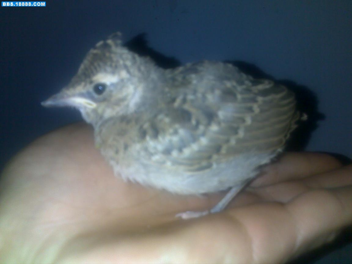 20100508085.jpg