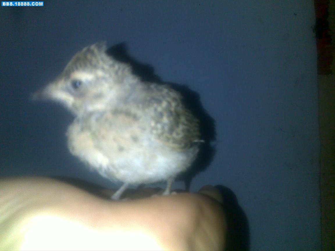 20100508087.jpg