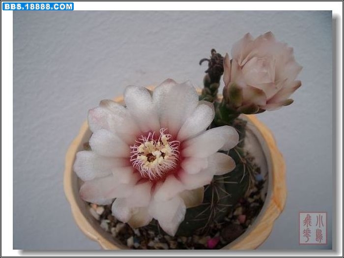 DSCF4267.jpg