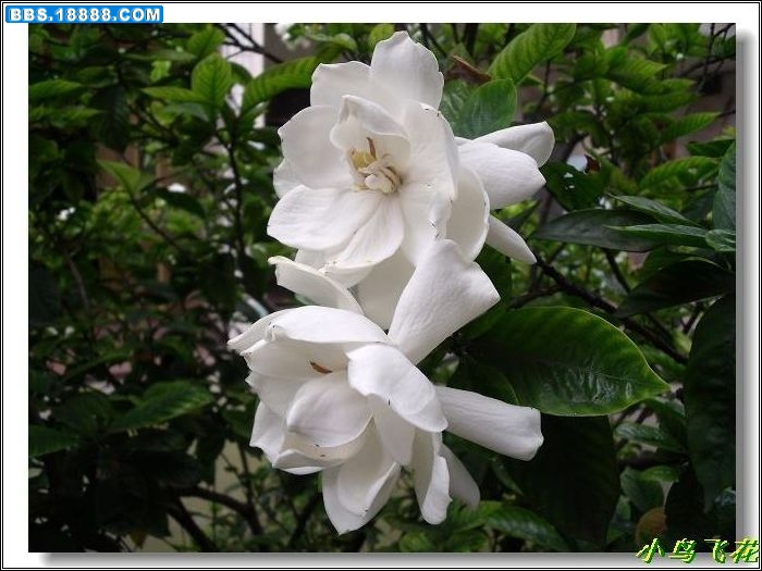 DSCF4285.jpg